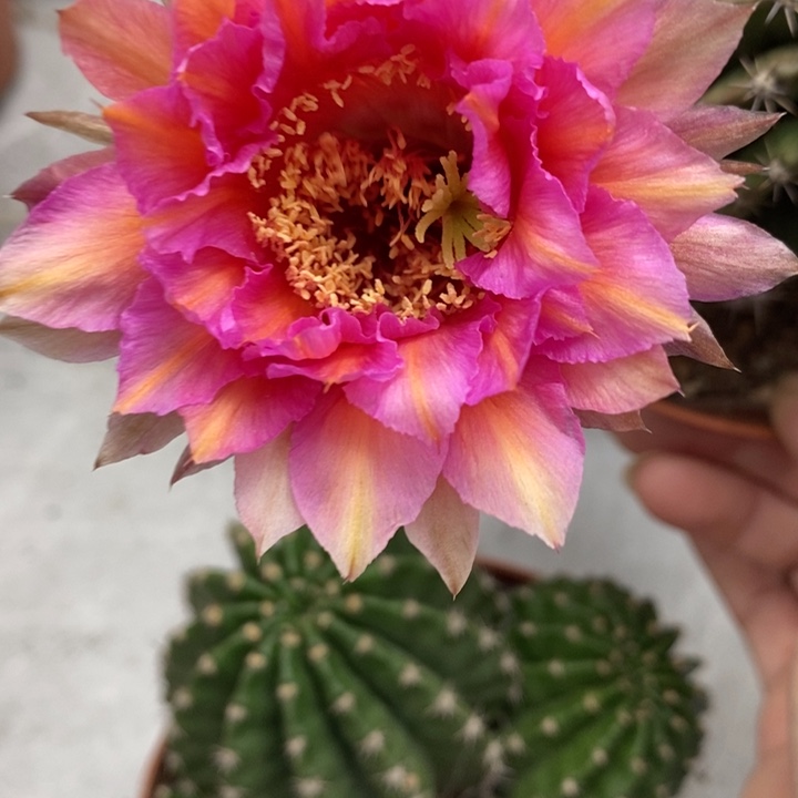 彩草61号群3个头12公分左右