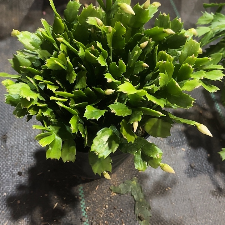 手***0当前无花栽培后可以开花