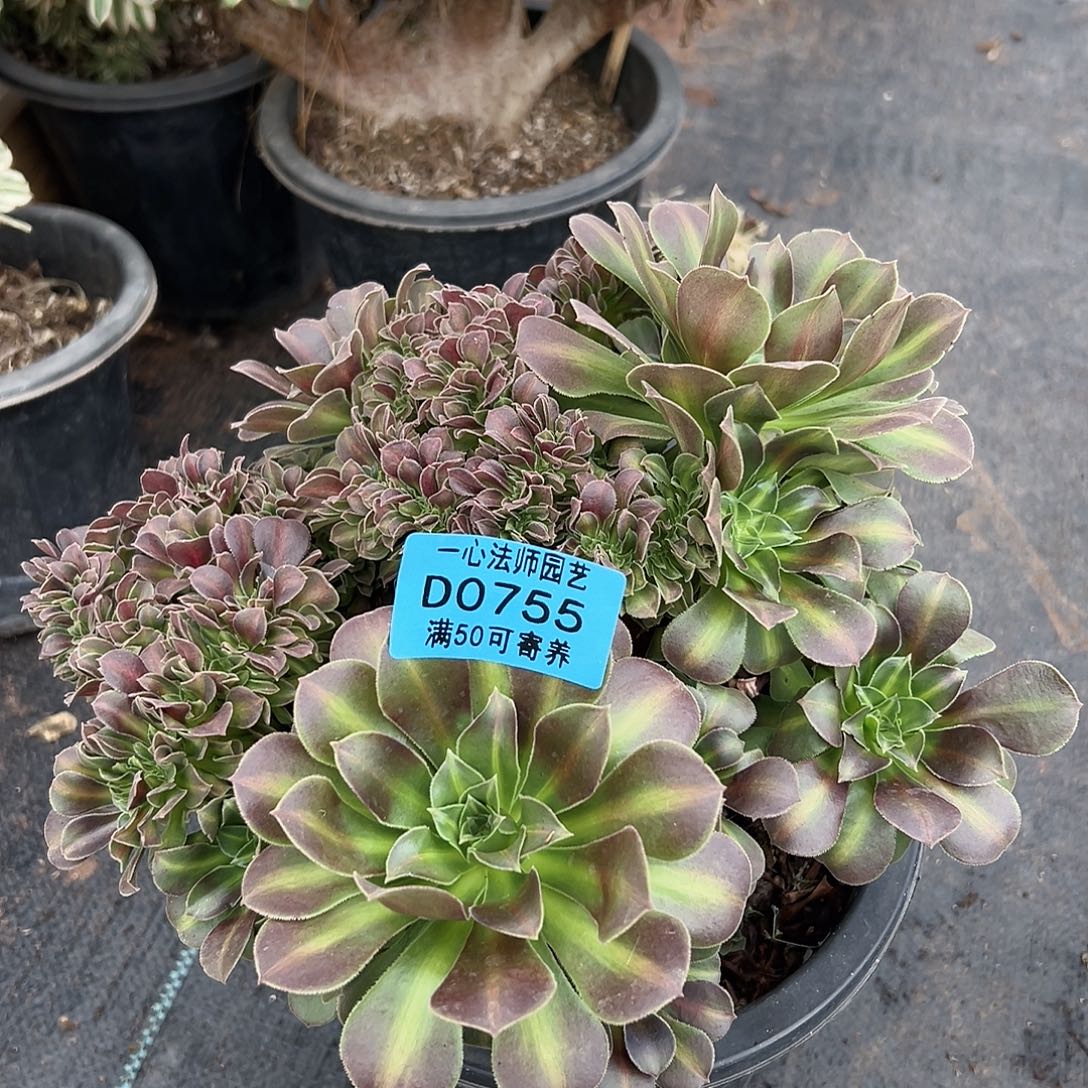 755多肉植物、女巫中班缀化