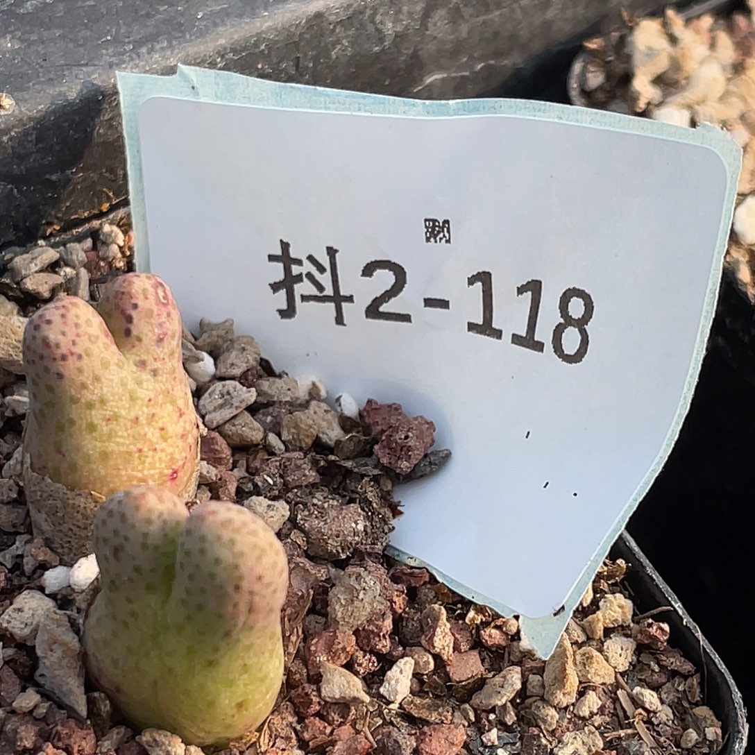 ㅤ***ㅤ2-118肉锥多肉植物