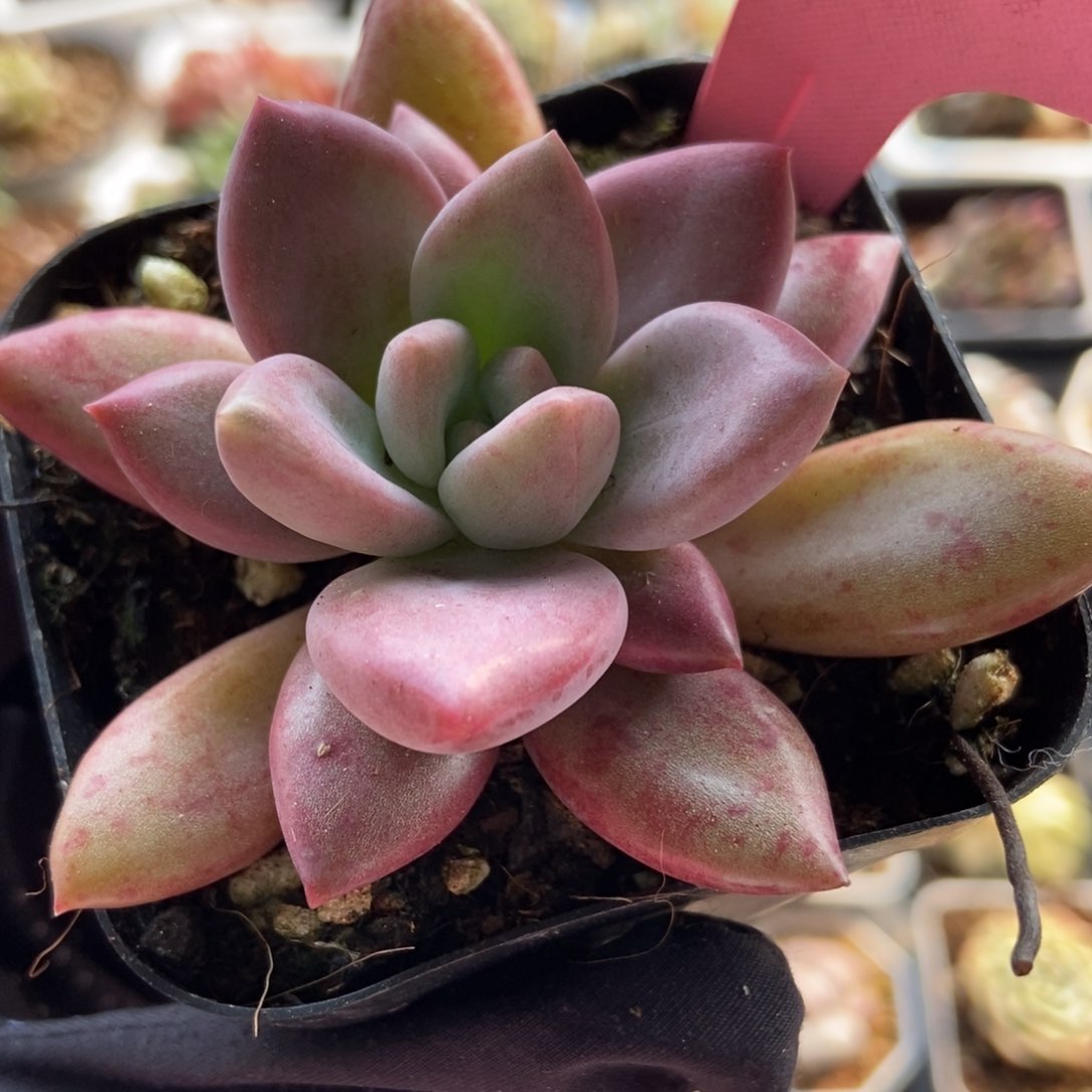 2001赫菲多肉植物保护