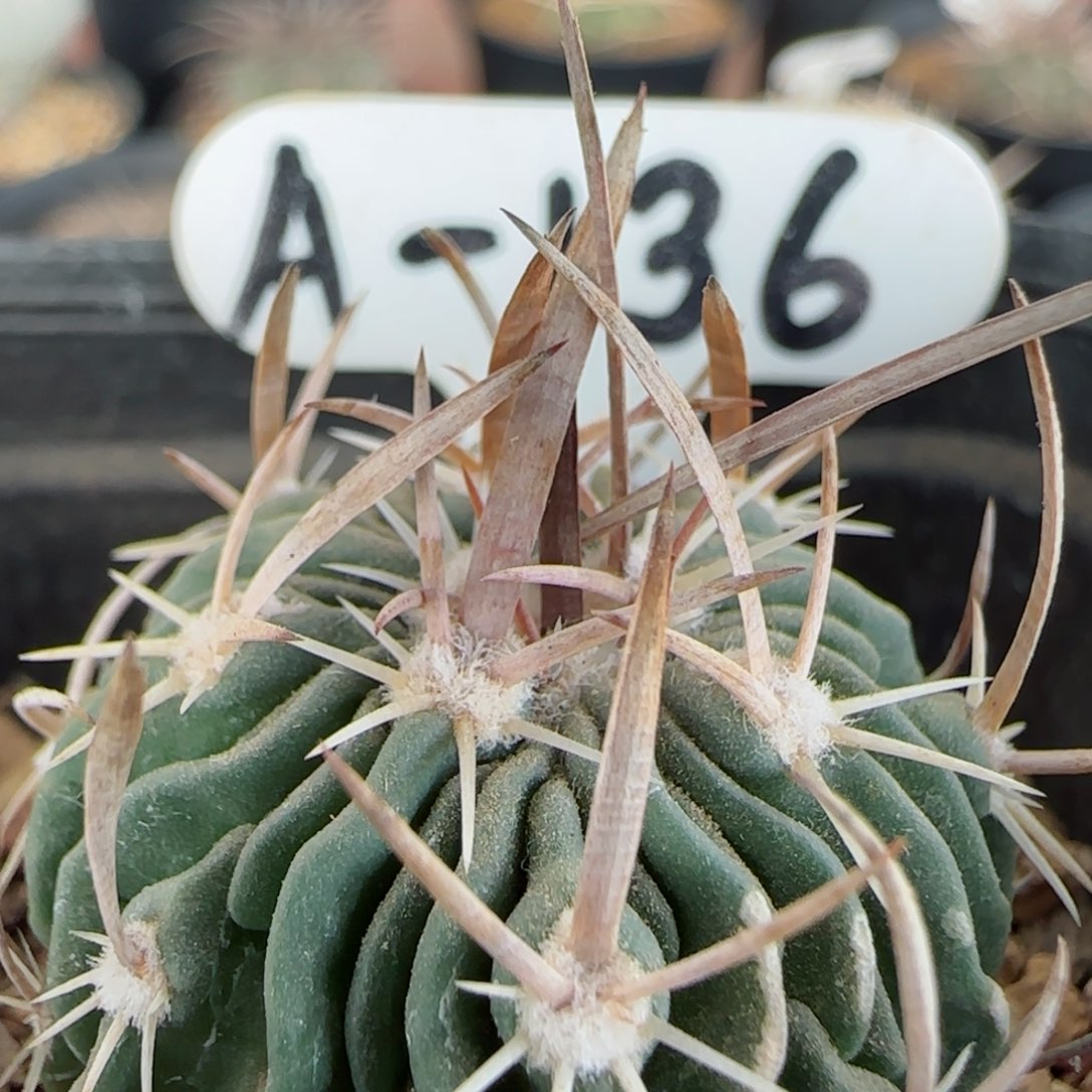 实生喷泉刺振武玉多肉