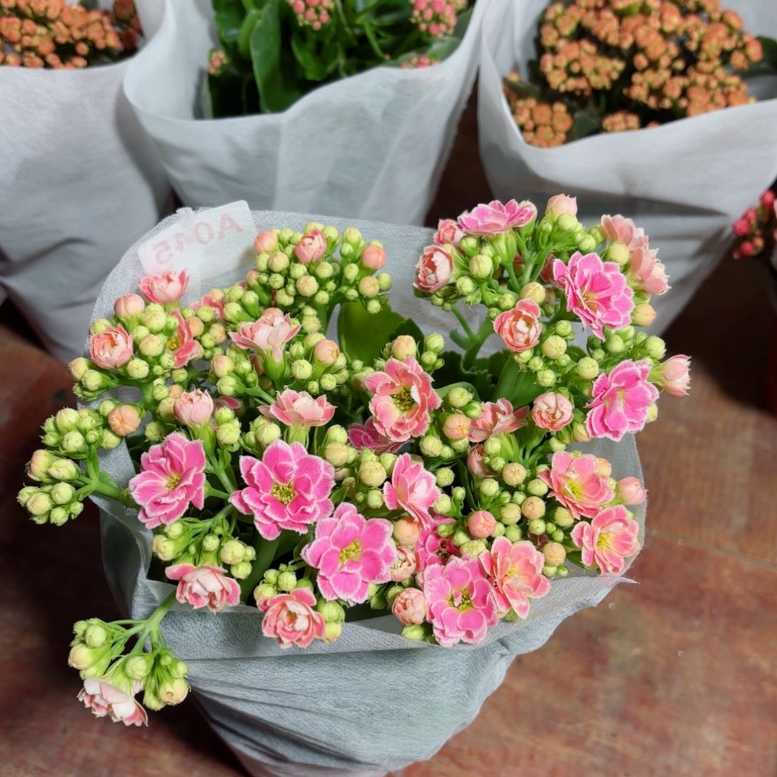 A045彩蝶长寿花一颗