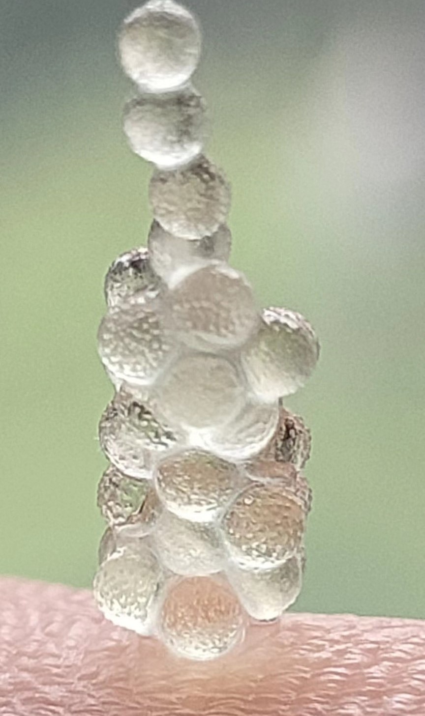 观背青鳉混合鱼卵60颗。40颗送20颗备损