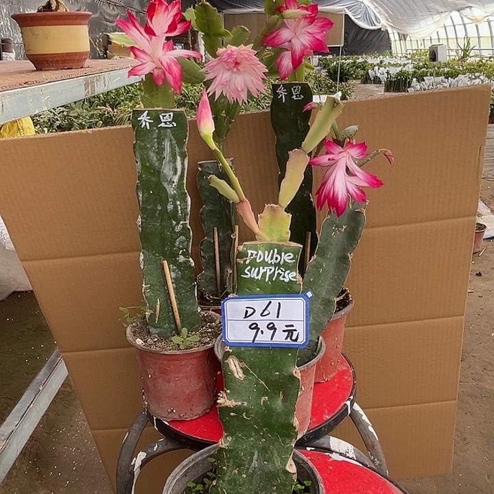 完全开放D61双重惊喜满30包邮不带