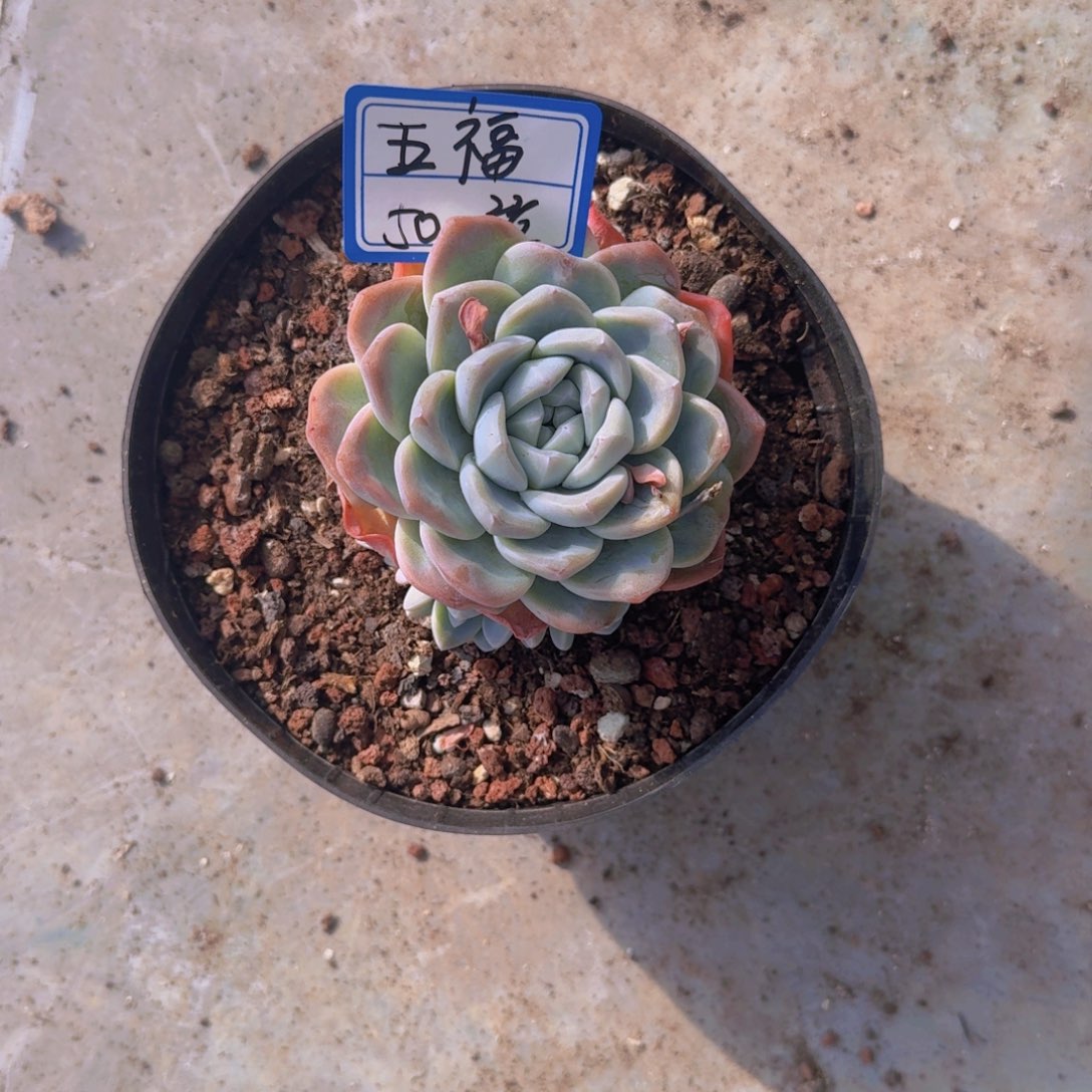 梅***福五福冰玉凡艺多肉