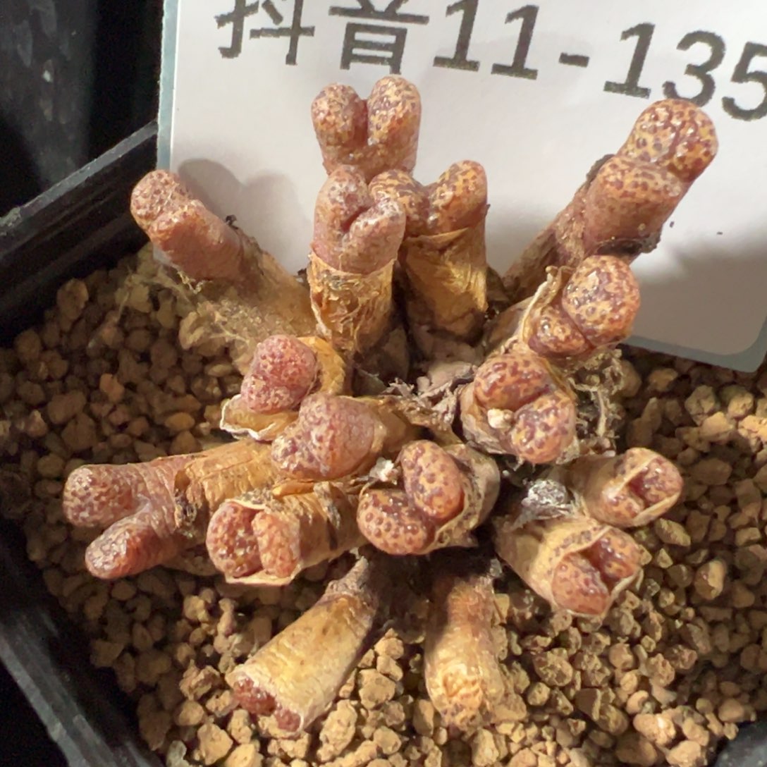 11+135肉锥多肉植物，