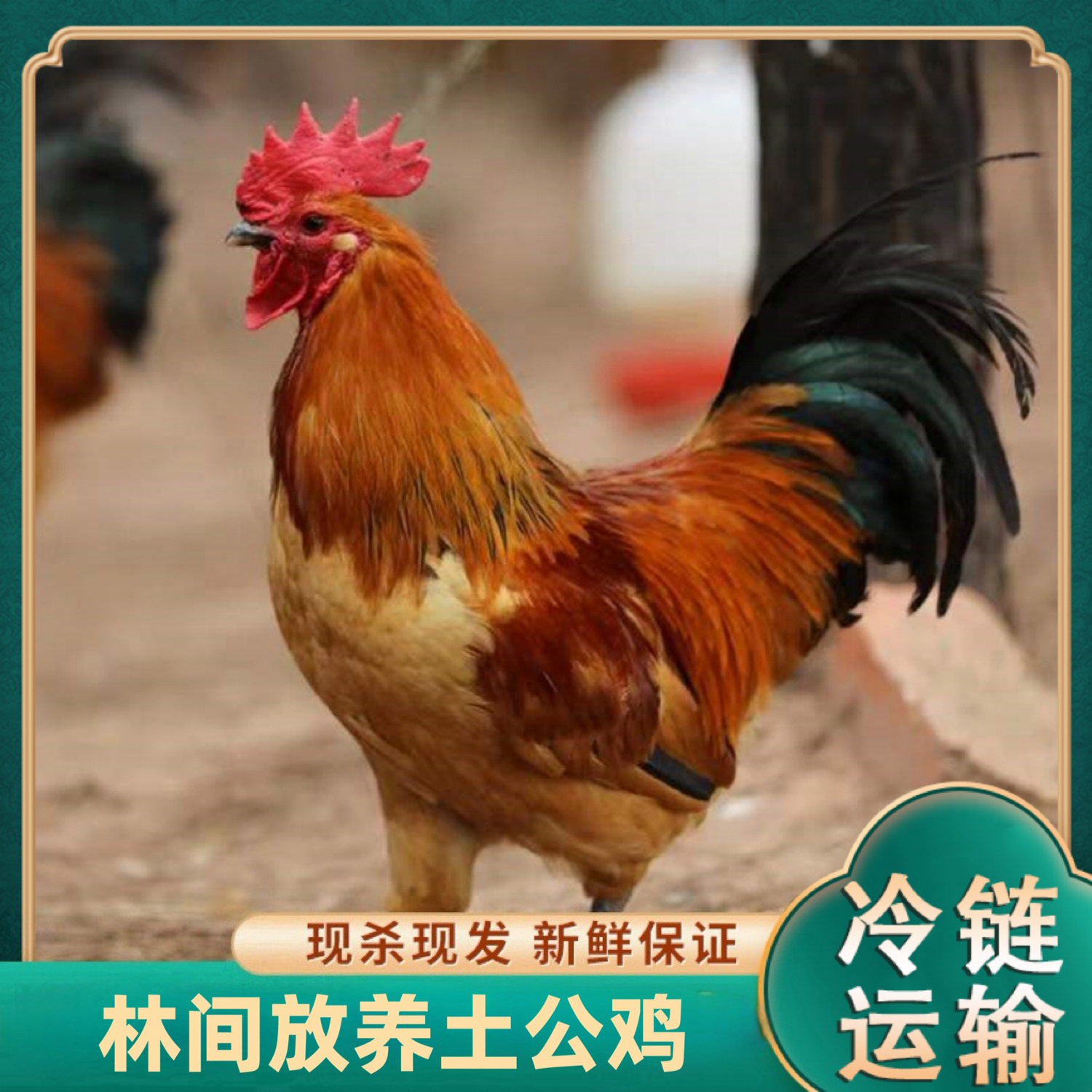  【山里人生态农场】放养黄脚土公鸡肉质鲜嫩净膛 到手3只总净重9斤