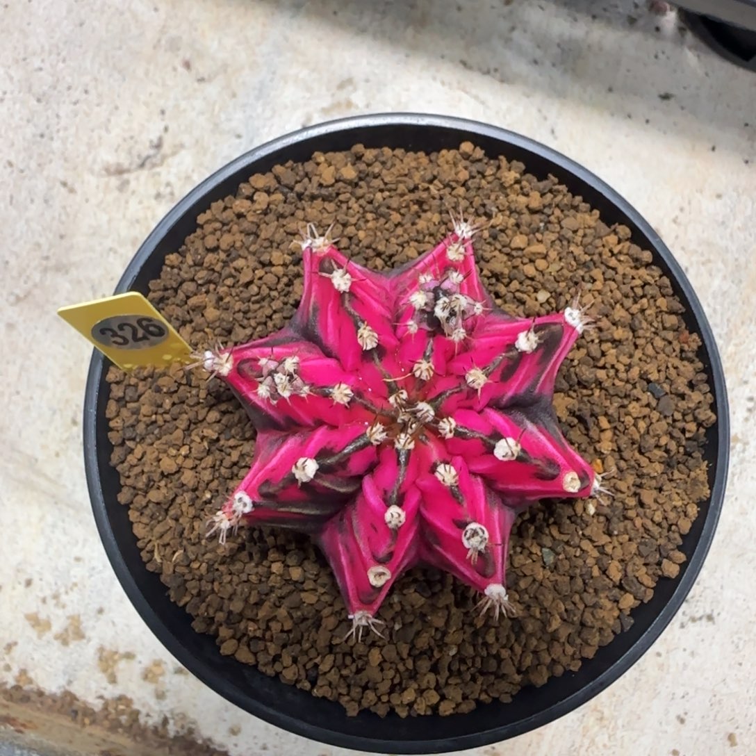 泰系米哈锦侧芽带盆土发货