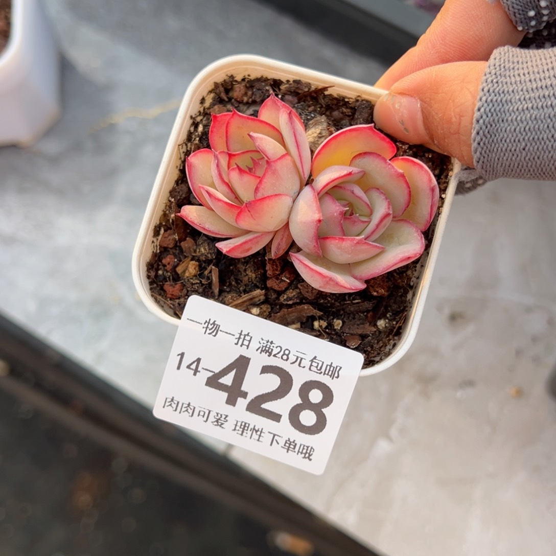 牡丹亭多肉多肉多肉多肉