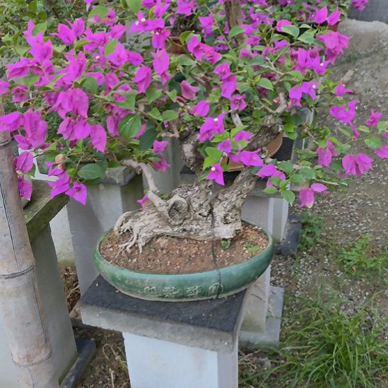 ****三角梅一个带盆包邮