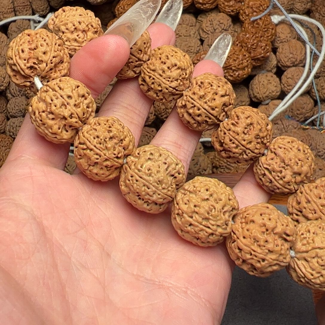 菩提1号尼泊尔大金刚21蜂王