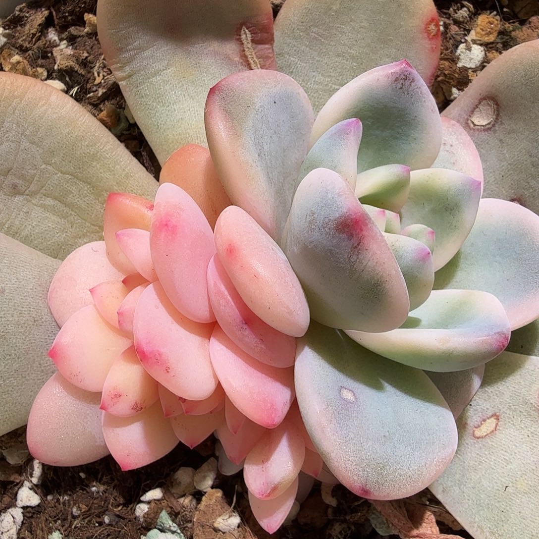 橙梦露锦底座，有砍多肉植物