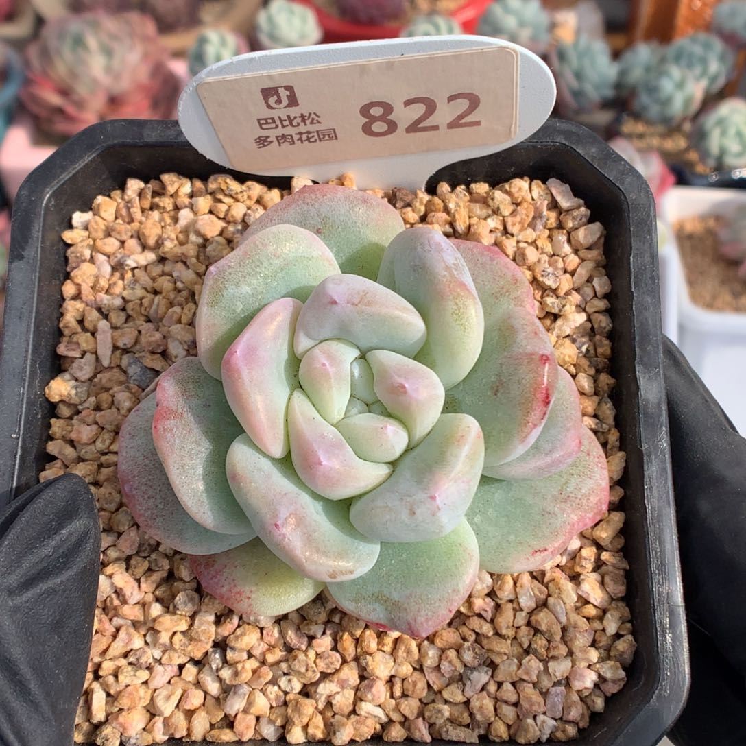 822 冰玉石化多肉