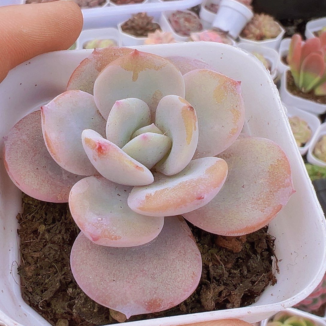 圆叶奶茶19包邮多肉