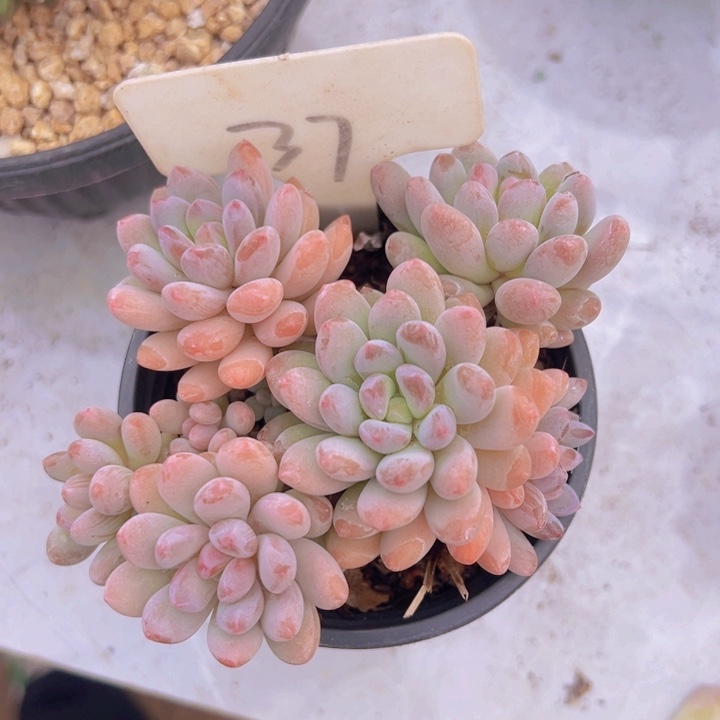 健健康康平平安安