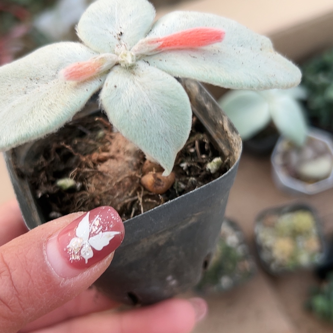 多肉植物断崖女王