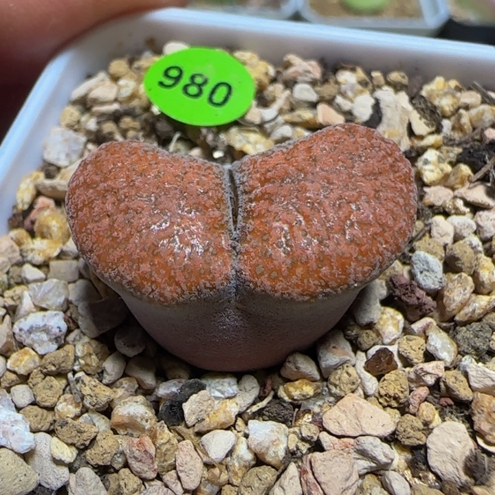 江南1808.4多肉植物980