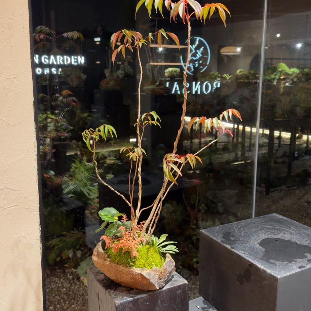 娓***娓全部花朵山野草日本鞍马石
