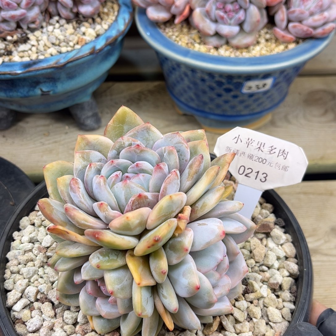 橙子锦213/11cm5头