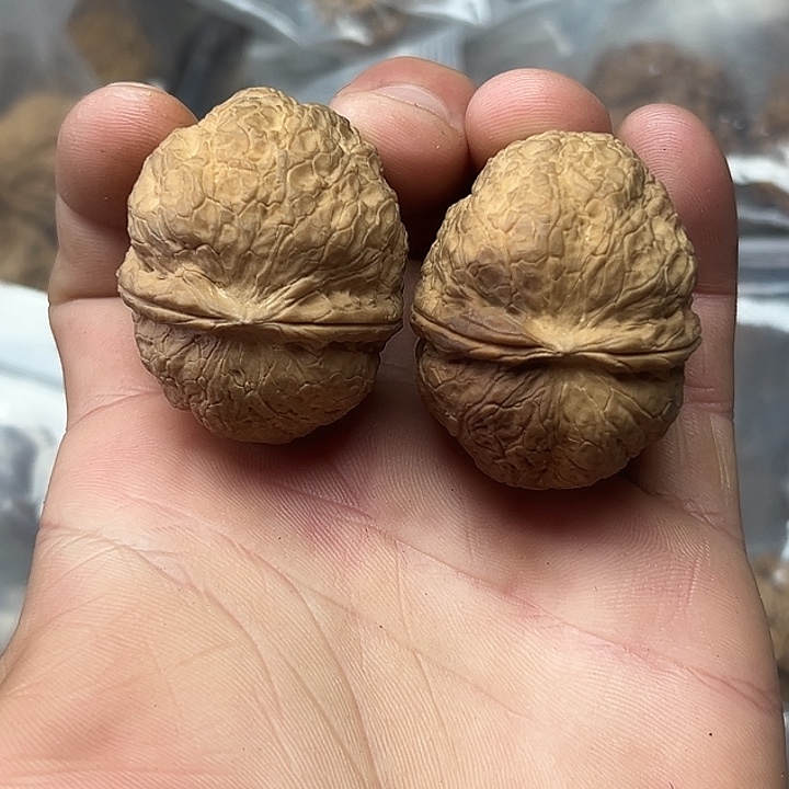 核桃12号粗筋元宝41尺
