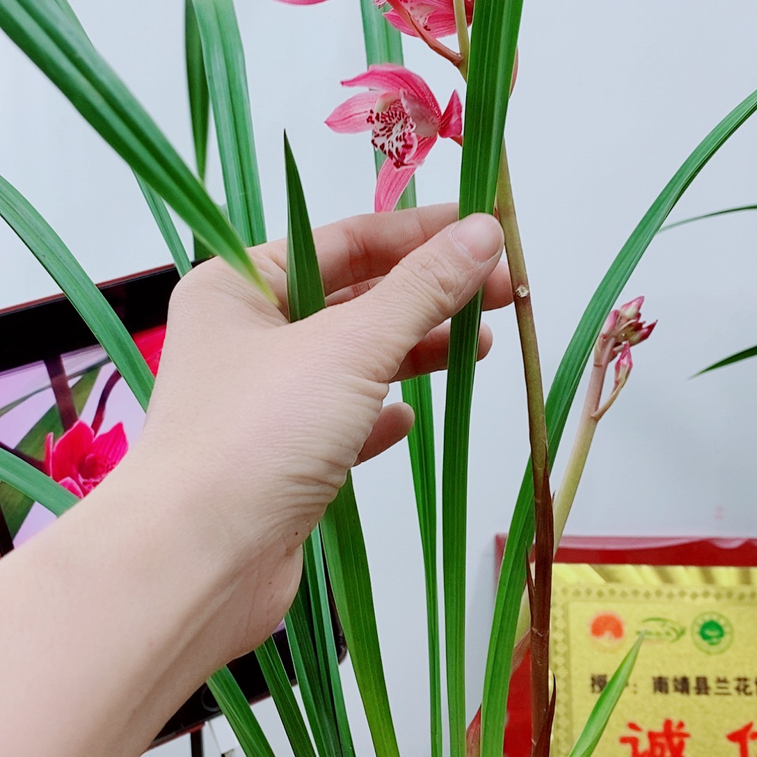 少量花朵（建议范围：2朵-5朵 或40%以下）