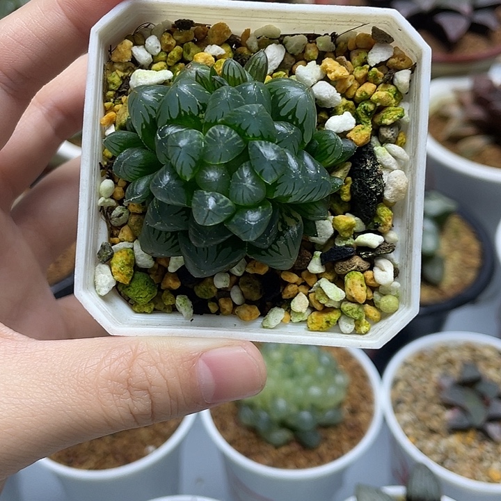 7  姬玉露十二卷多肉