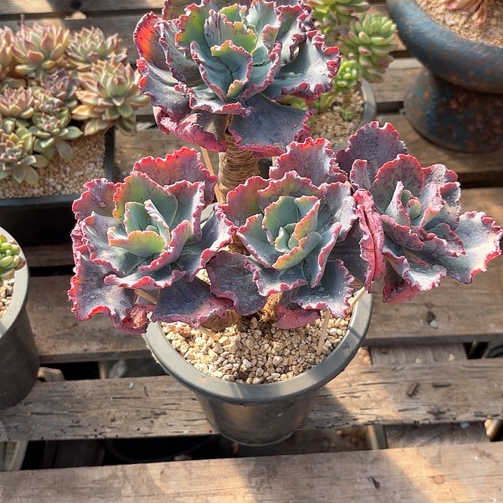 多肉植物，舞会红群