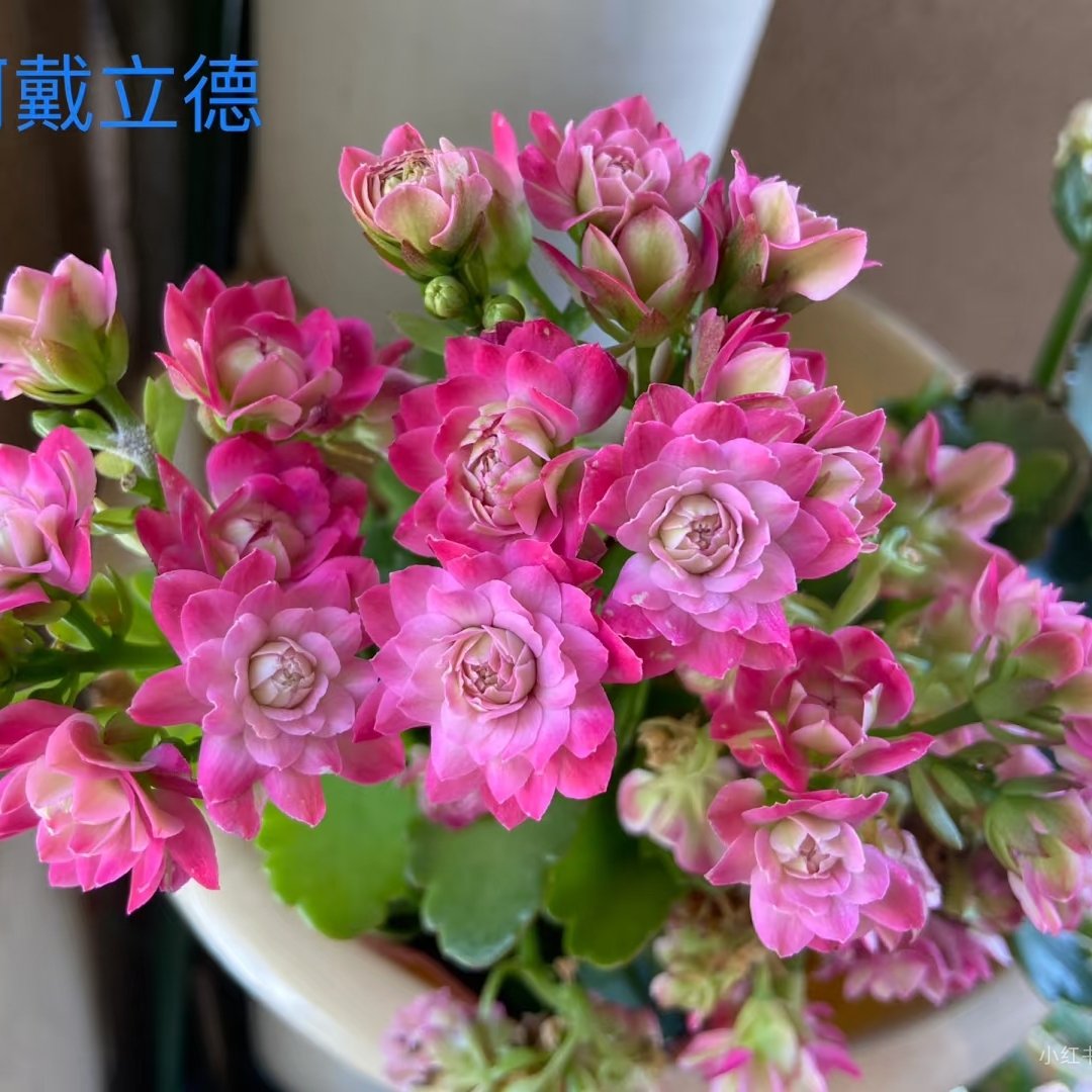 【阿戴立德】渐变色精品稀有长寿室内盆栽花卉新手