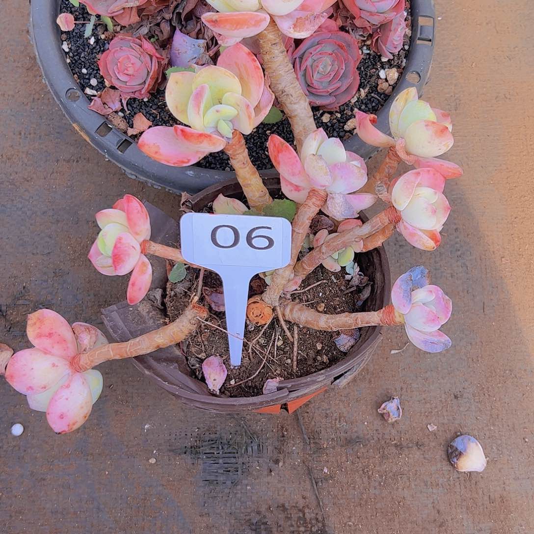 秋*歌06柚子茶10不售后