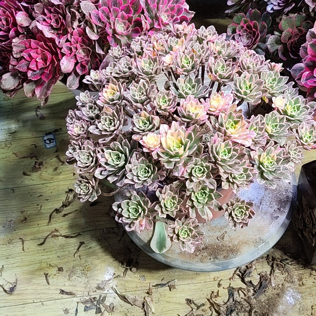 7甜茶法师故事法师故事