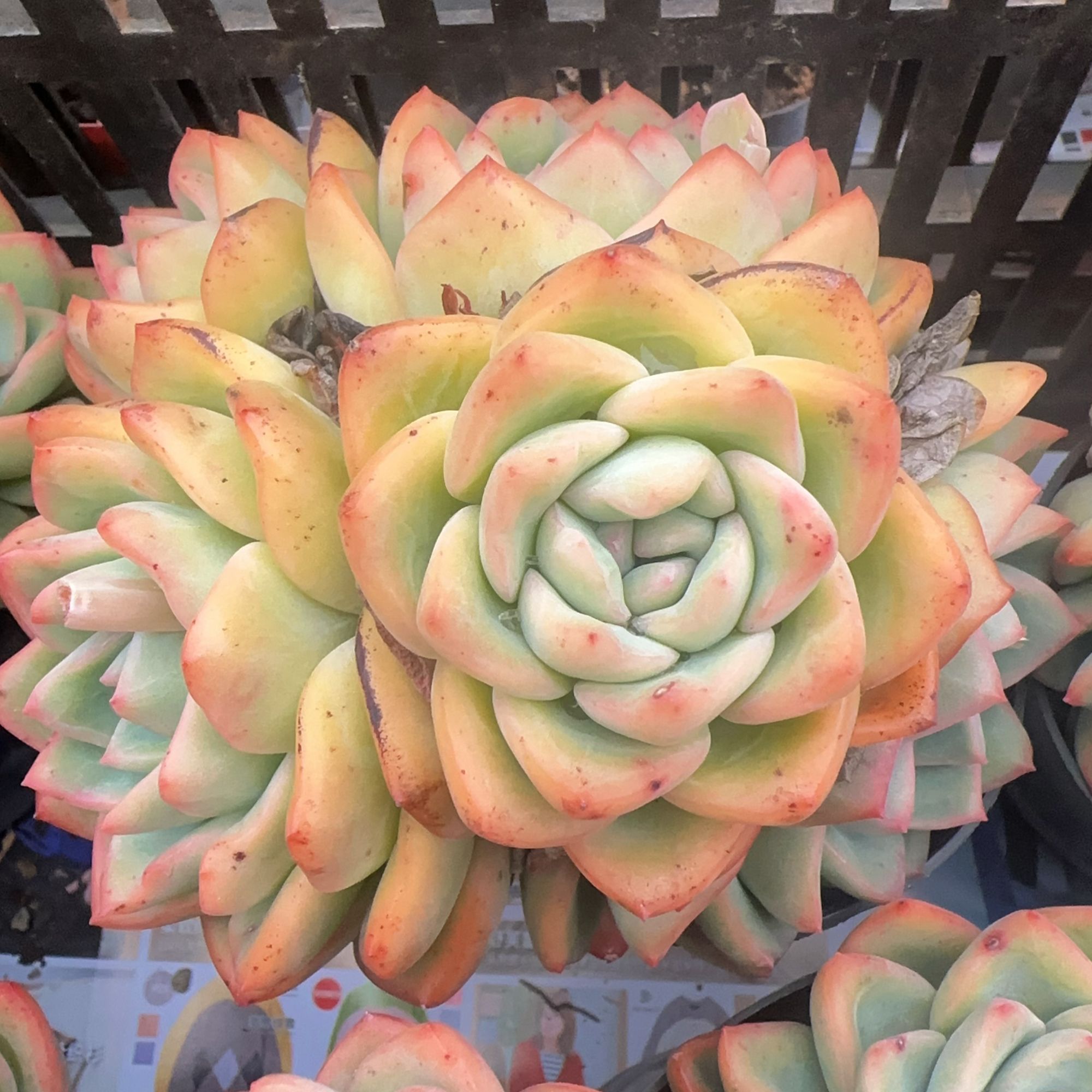 4-5头泡芙群（11-13cm）脱土金先生精品多肉