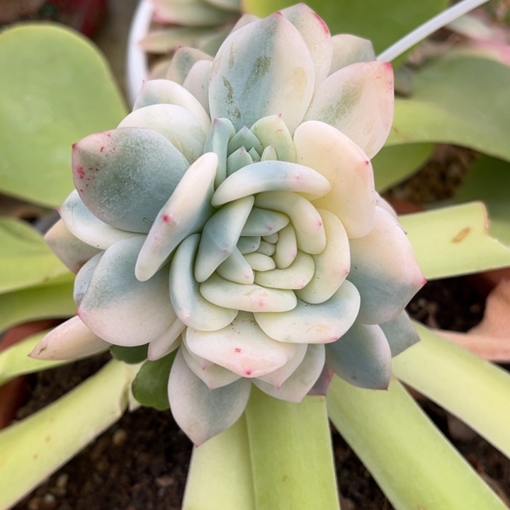 橙梦露锦大锦边群生