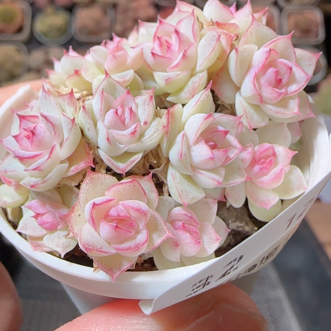 花语多肉1230-32散女王