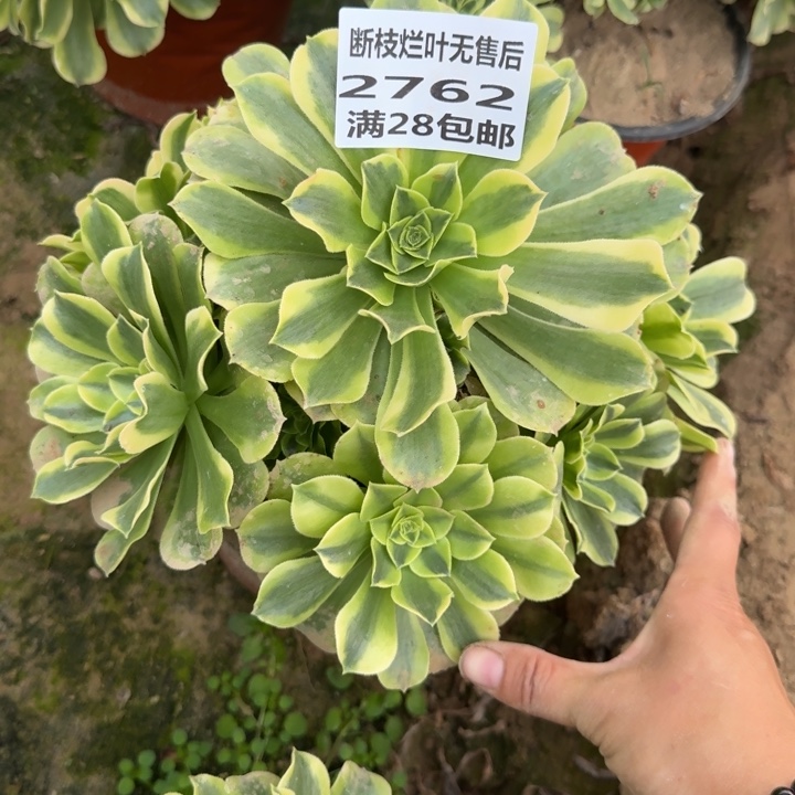 2762二号棚绿美杜莎B