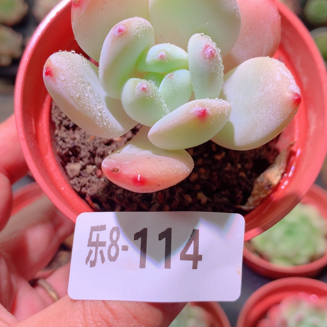 乐然8-114 小肥莲 