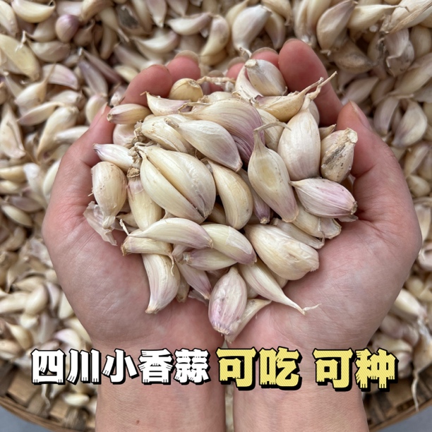 四川紫皮蒜瓣红根香蒜可种植正宗早蒜种