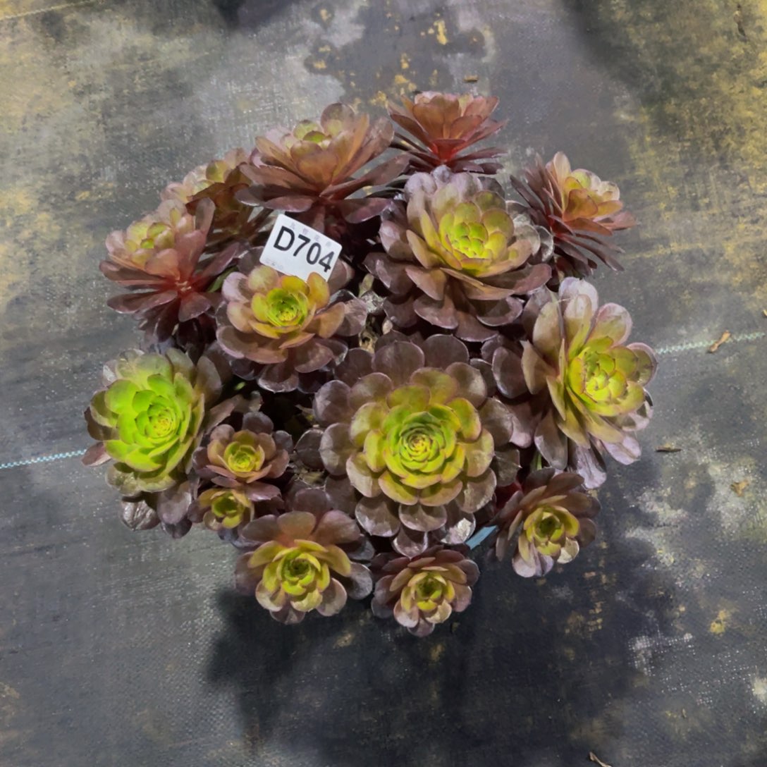 亲***香70400万七彩福利一颗