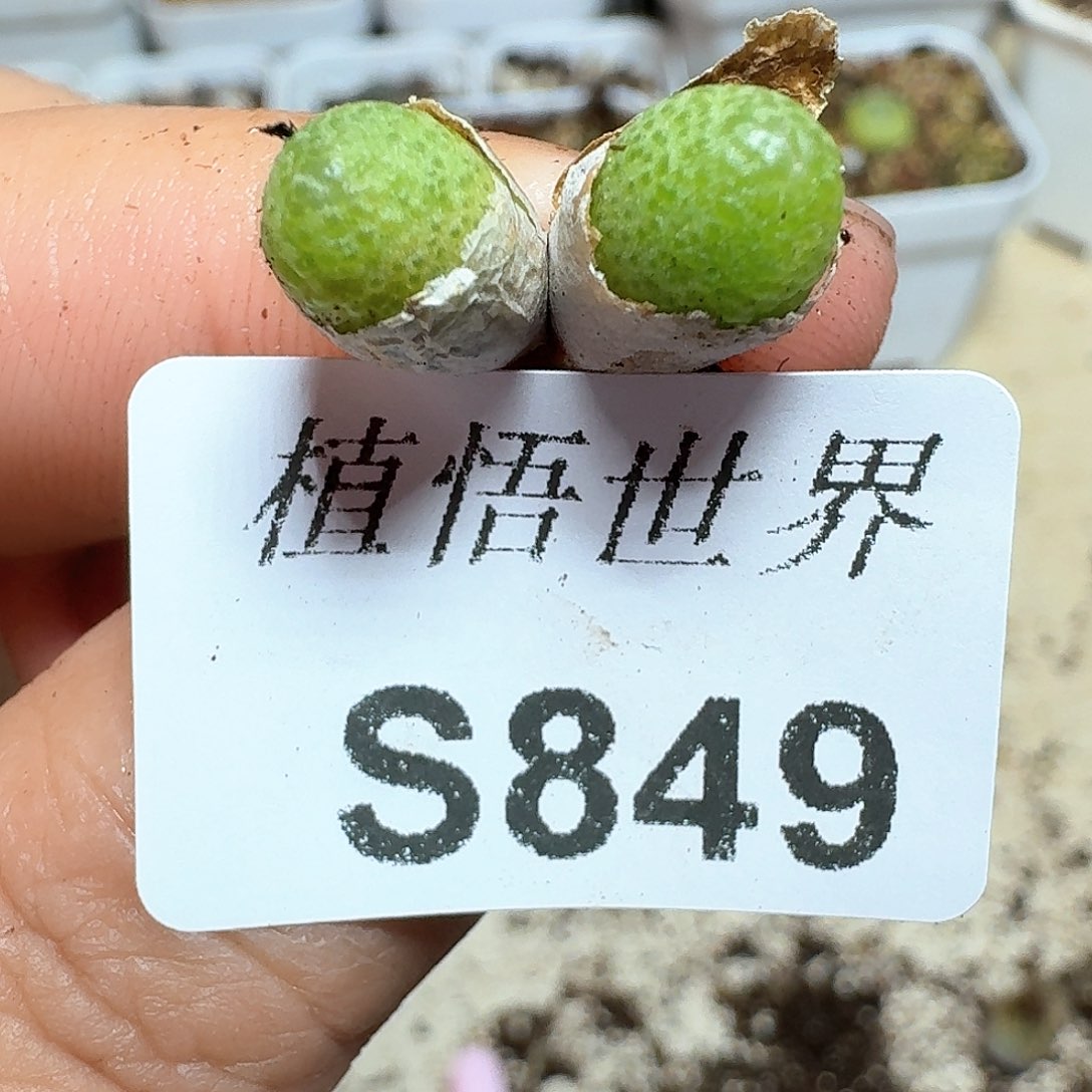 849号多肉植物哇f v
