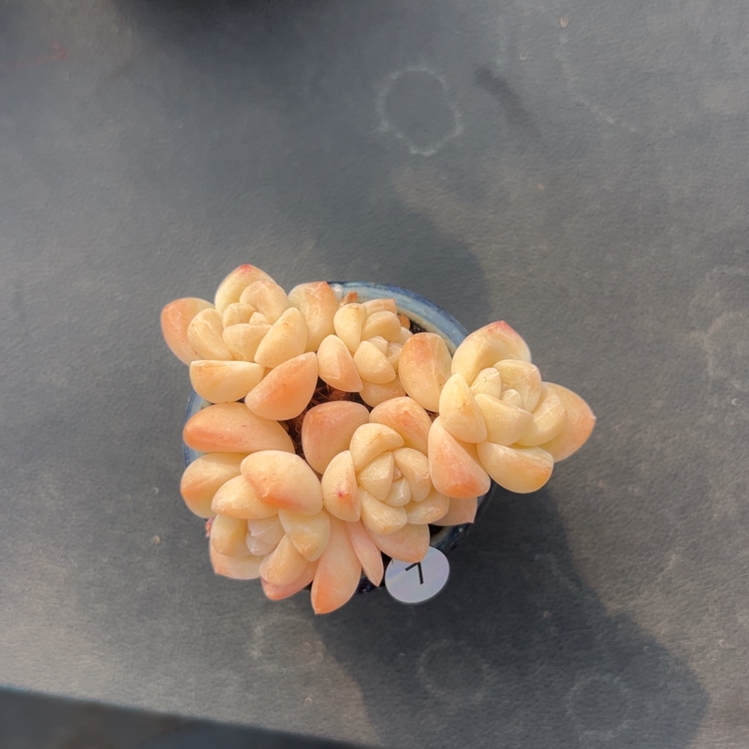 五头冰玉带盆00000000000