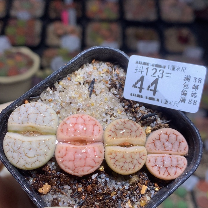 精品生石花123.44