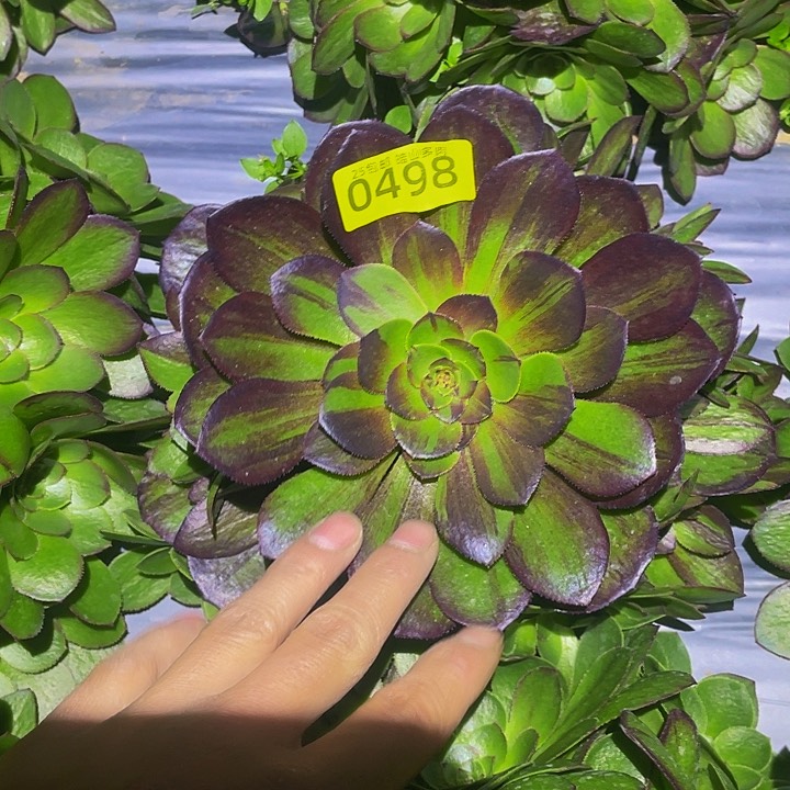 0498花月夜多肉植物