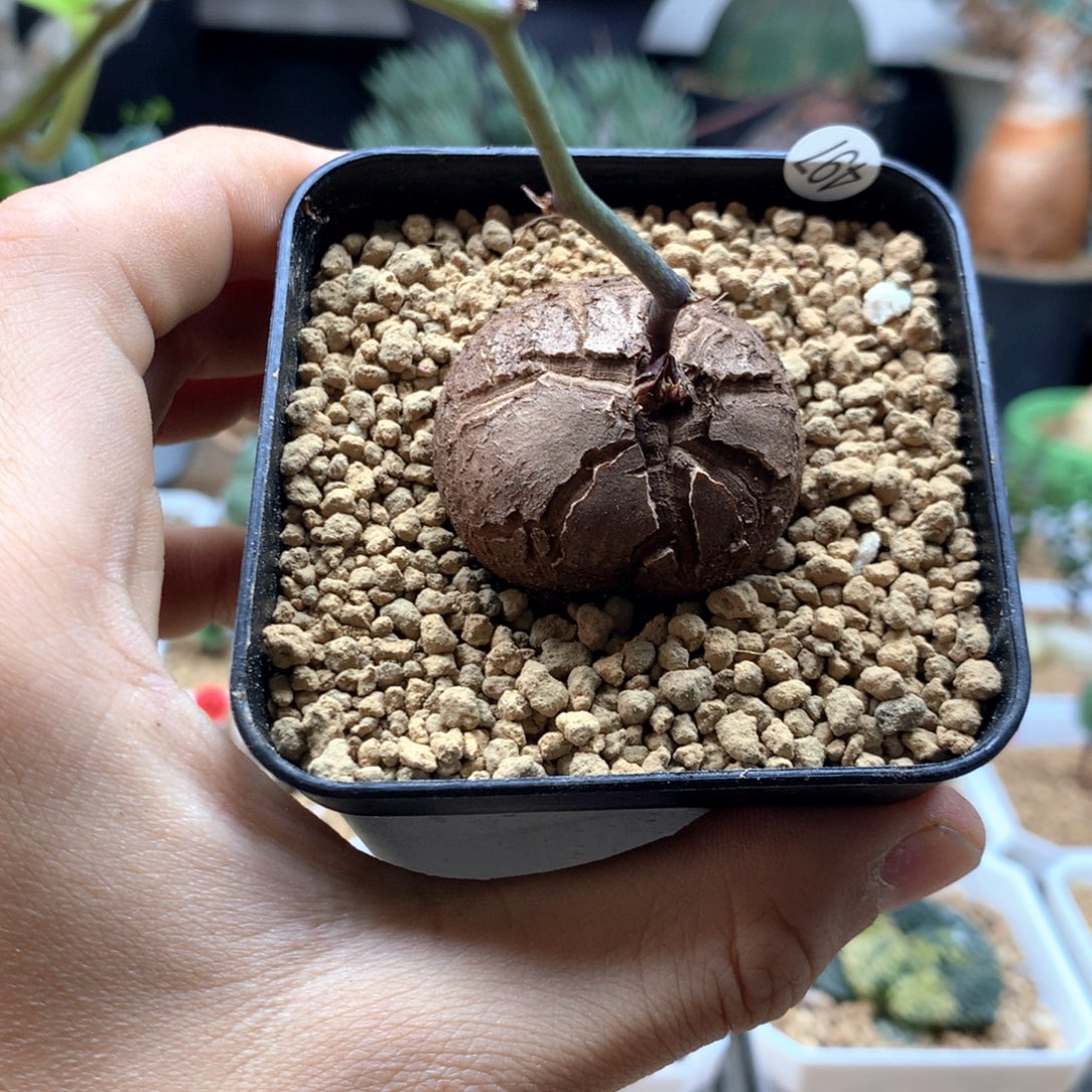 福利南非龟甲龙带盆发货497