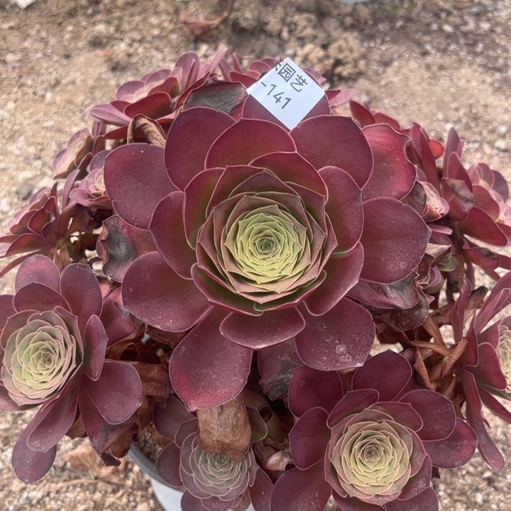 魅金玫瑰多肉植物141