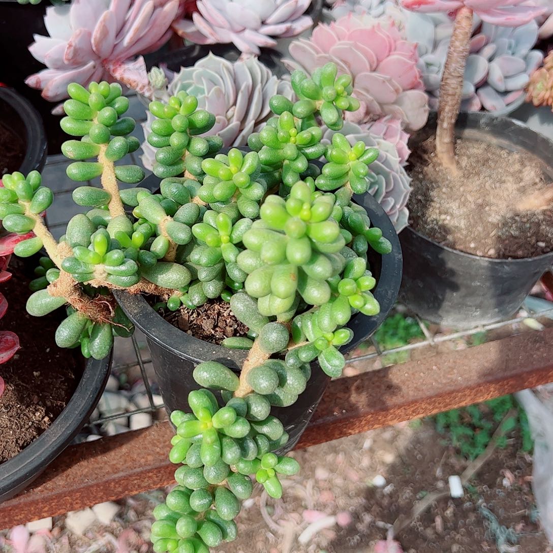 绿龟卵多头造型精品