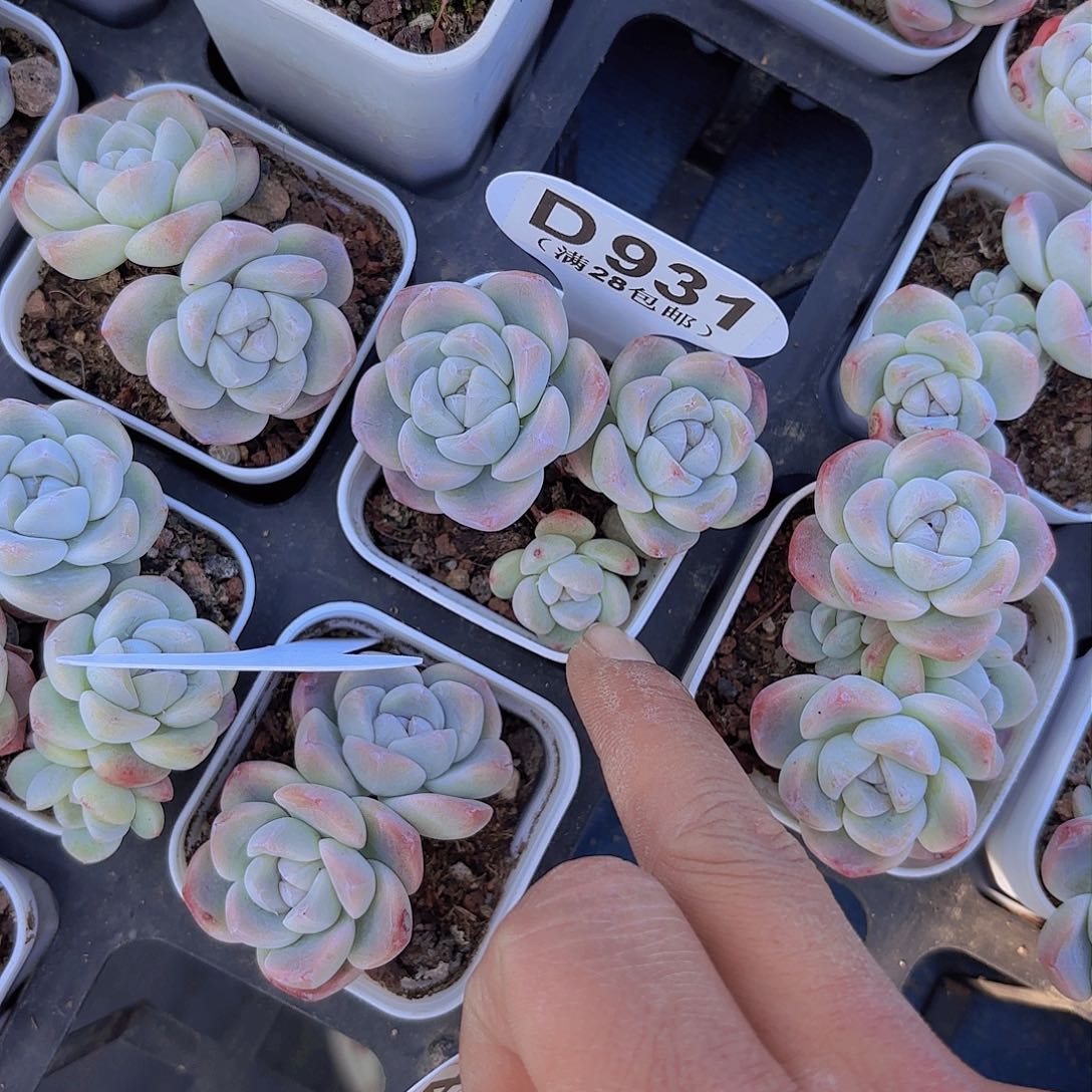 D931冰玉一物一拍