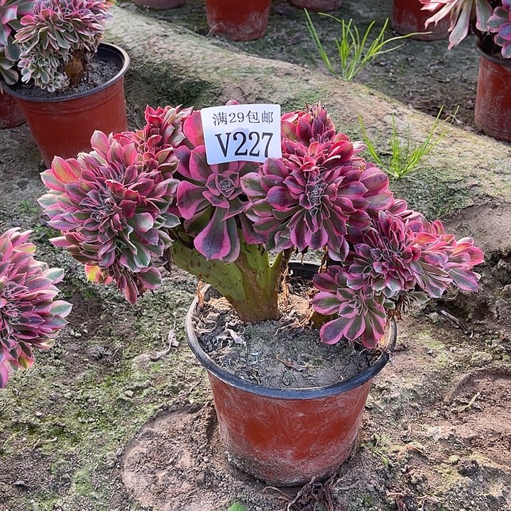 227粉女巫   多肉植物