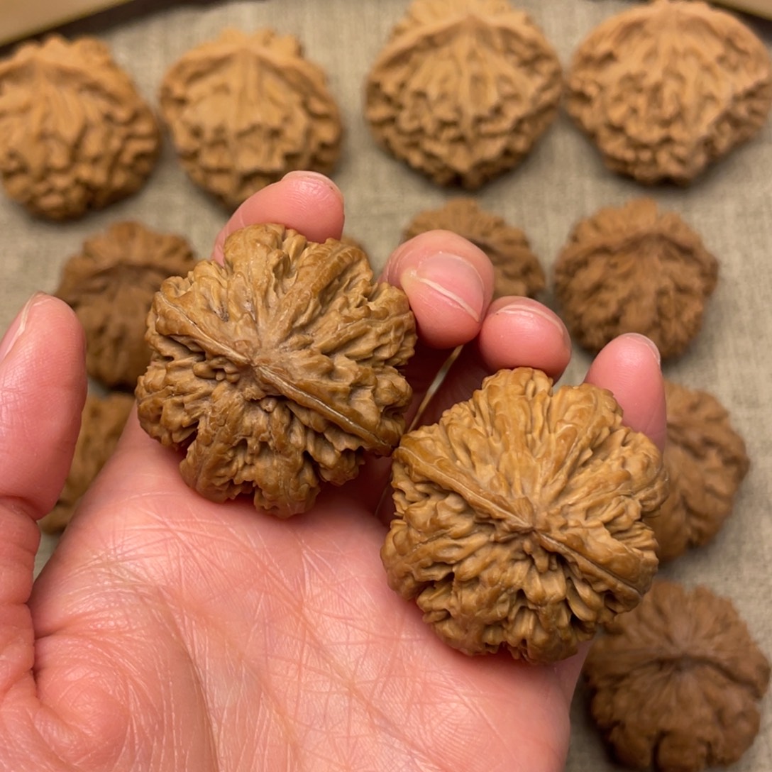 核桃秦岭核桃15号