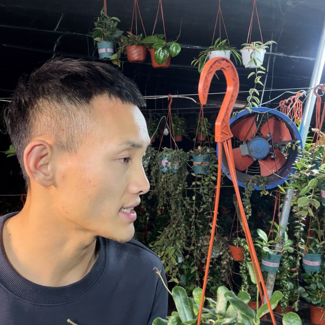 瑞***云无花朵小方叶球兰