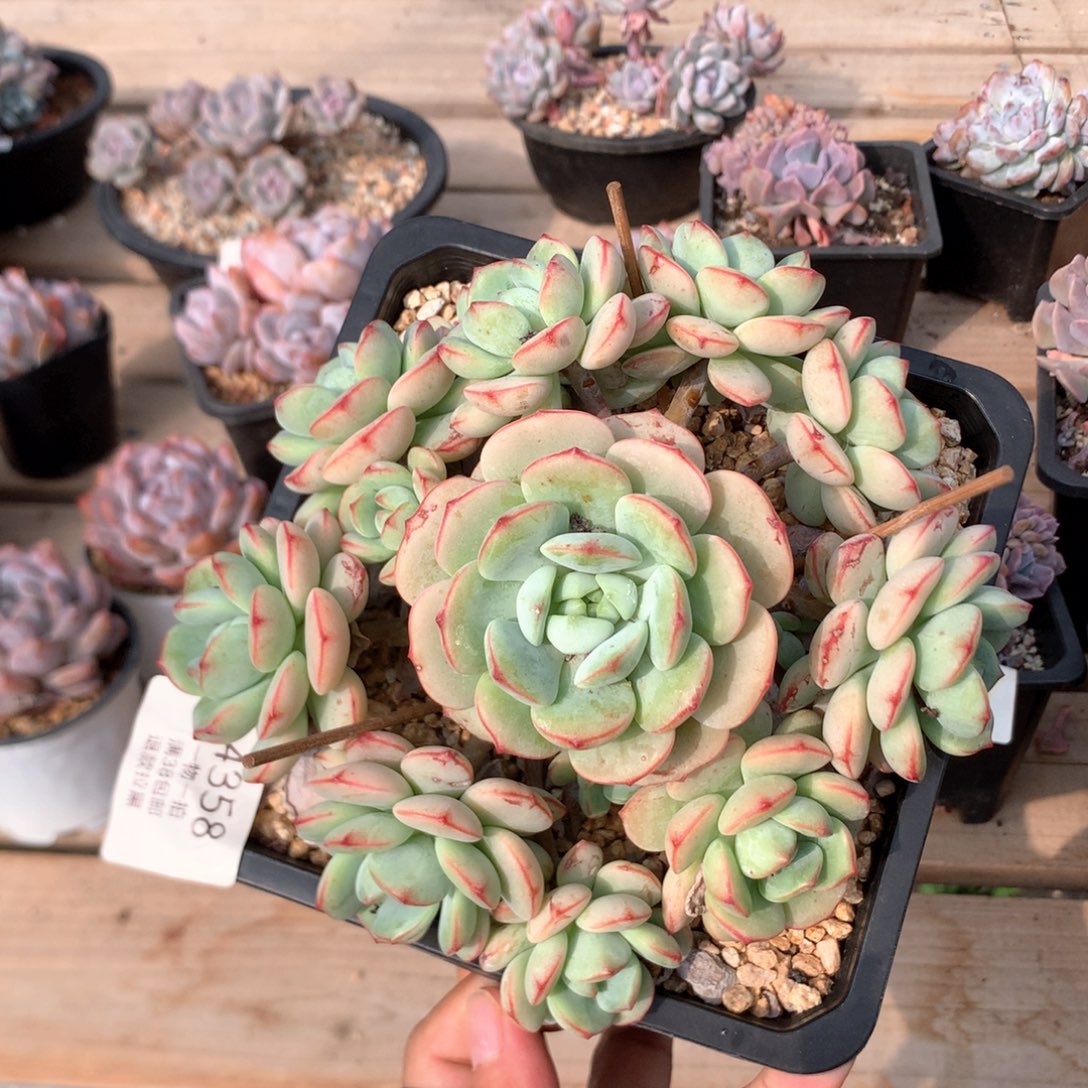 16厘米13头香草捧花4358